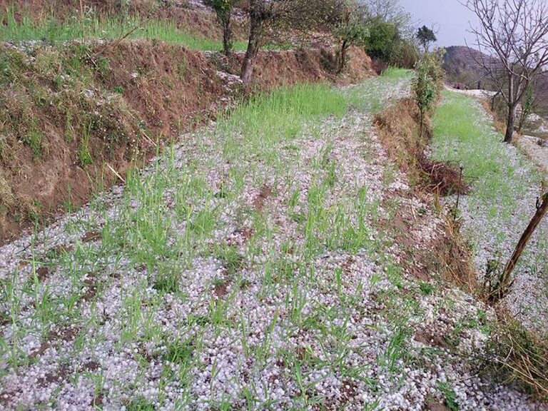 असिनाले गहुँ र तरकारी बालीमा क्षति