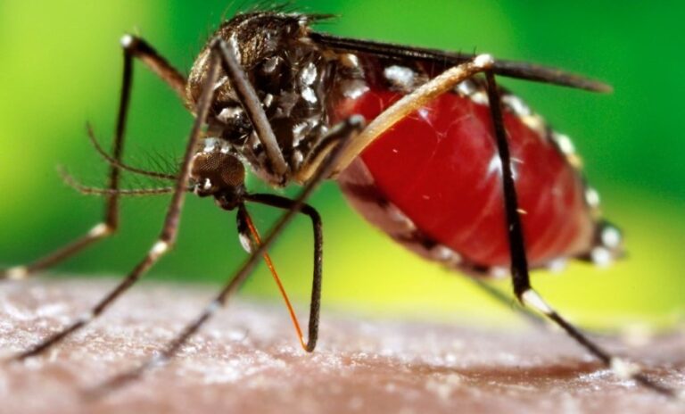 वर्षासँगै यसपटक डेंगी संक्रमणको जोखिम पनि बढ्ने