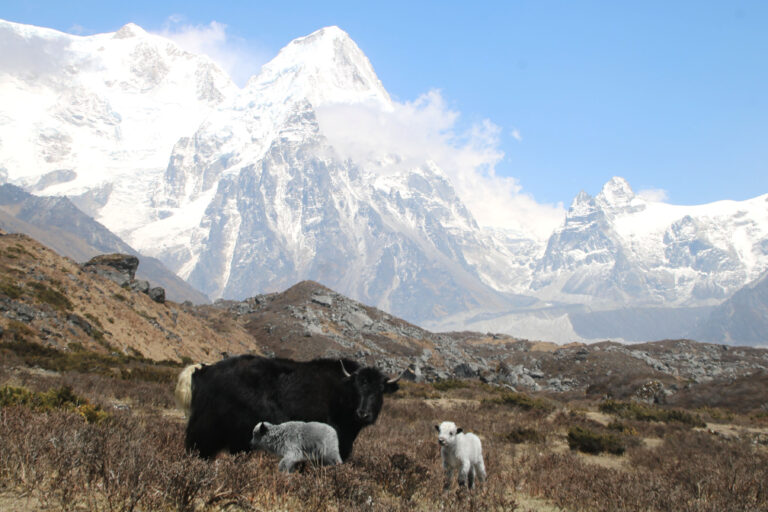 कञ्चनजङ्घा हिमश्रृङ्खलाको मनमोहक दृश्य