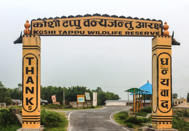 कोशी टप्पुमा पर्यटकको सङ्ख्या वृद्धि