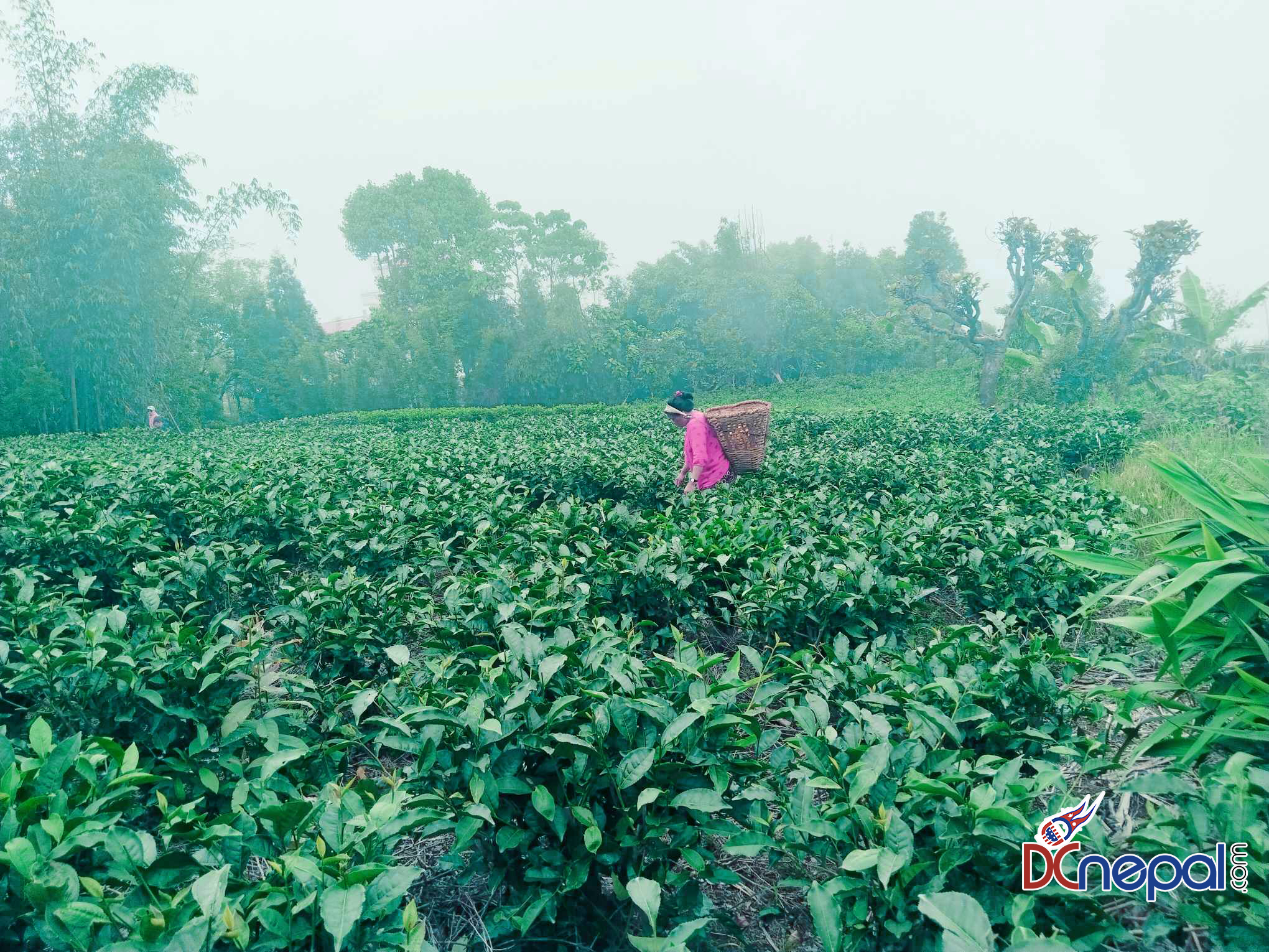 चिया निर्यात ४६ प्रतिशतले वृद्धि