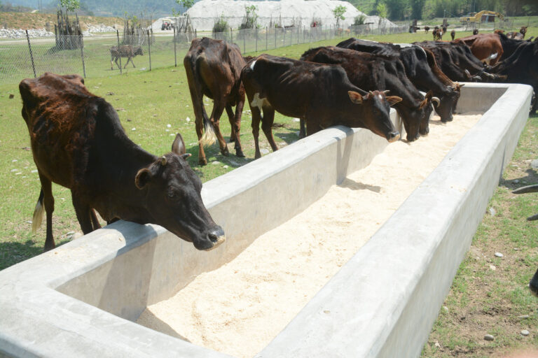 छाडा गाई हेरचाह गर्न गौ संरक्षण केन्द्र