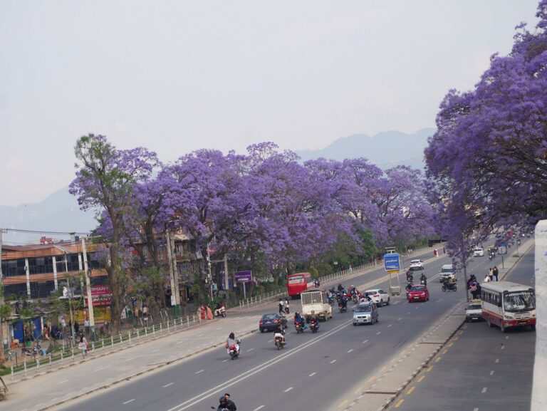 जाकाराण्डा फूलको संरक्षण गर्दै ललितपुर महानगर
