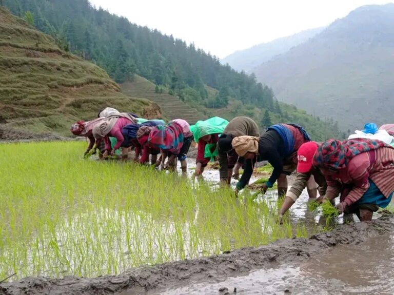 जुम्लामा मार्सीधान रोपाइँ सुरु