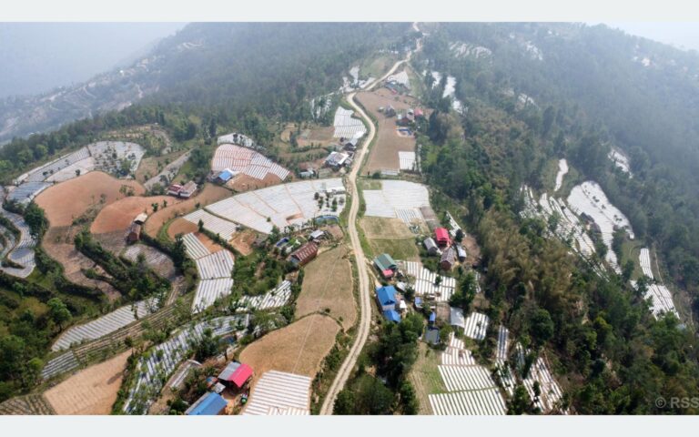 पौवादुङमाको पाँच सय हेक्टरमा अकबरे खुर्सानीखेती