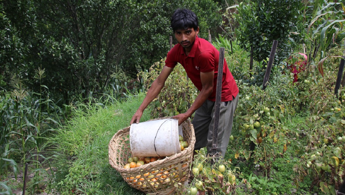 विदेश जाने योजना त्यागेपछि